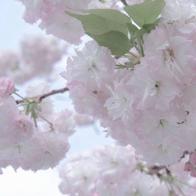 Furry插画光影灵感福瑞群